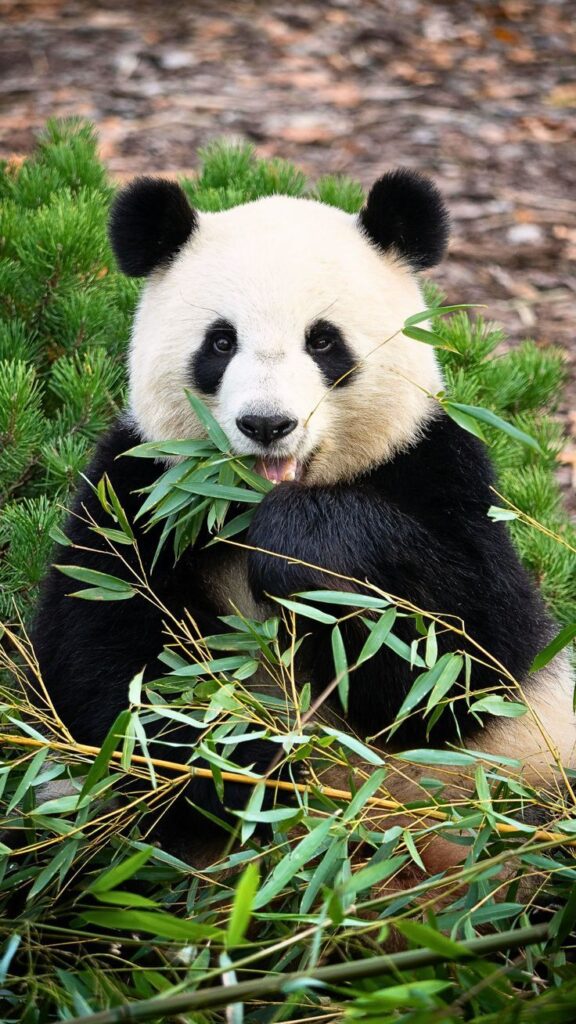 panda